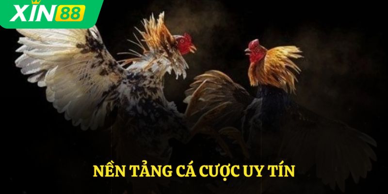 Nền tảng cá cược uy tín